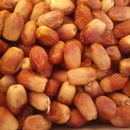 راهنمای خرید انواع خرما زاهدی مرغوب