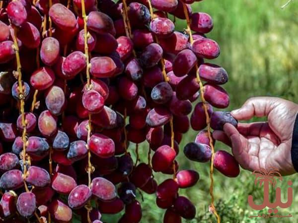 سفارش کلی خرما مضافتی خوشه ای