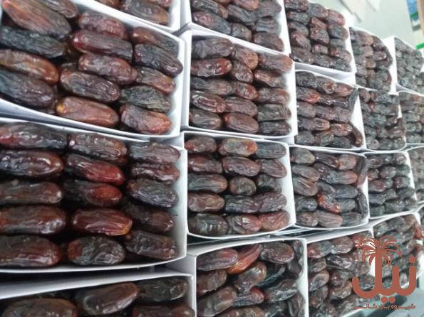 نحوه نگهداری خرما ربی کیلویی
