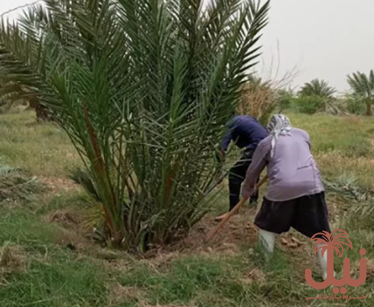 نهال خرمای زاهدی