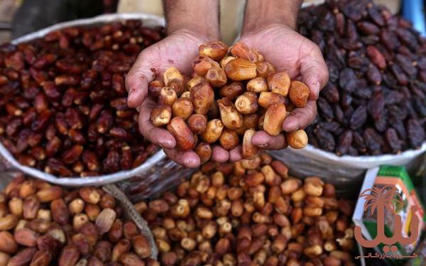 فروش خرما عمده