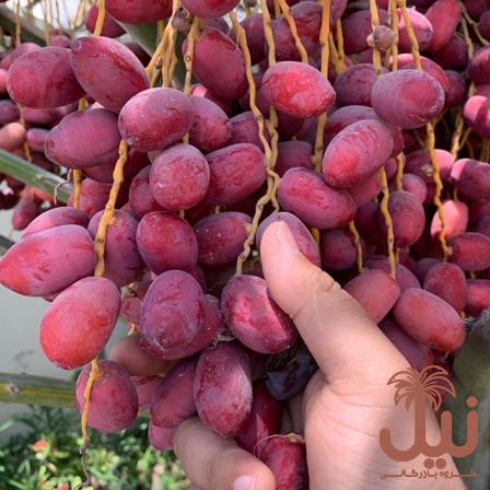 خرما برحی تازه