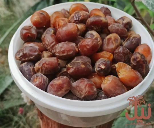 قیمت خرما کلوته جیرفت