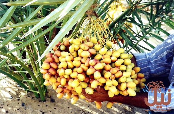 قیمت خرما برحی آبادان