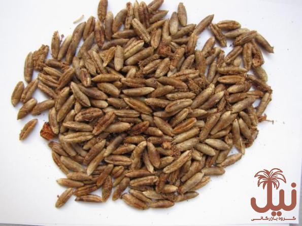 قیمت هسته خرما