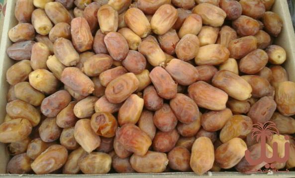 خرما زاهدی بوشهر