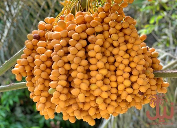 خرید خرما خارک