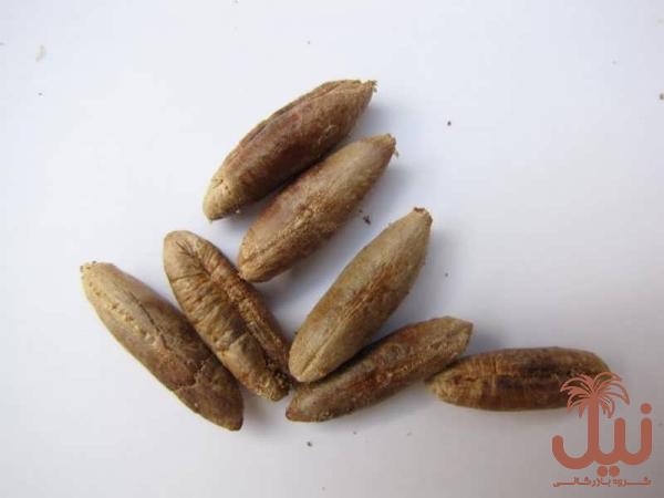 هسته خرما برای سنگ کلیه