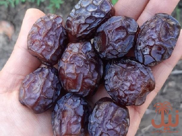 خاصیت خرما گنتار و ویژگی های فوق العاده انواع آن برای سلامتی