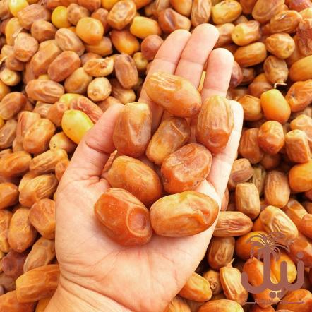 خرما زاهدی صادراتی