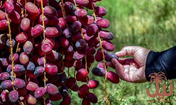 خرما مضافتی خوشه ای بوشهر درانواع مختلف به صورت کیلویی و عمده