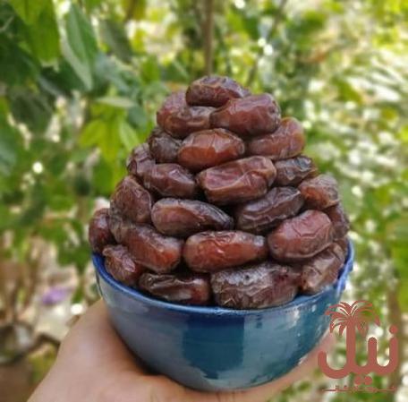 قیمت خرمای کبکاب