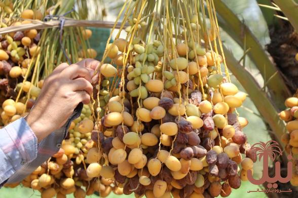 خرید اینترنتی خرمای خارک