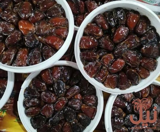 قیمت خرما کبکاب سطلی