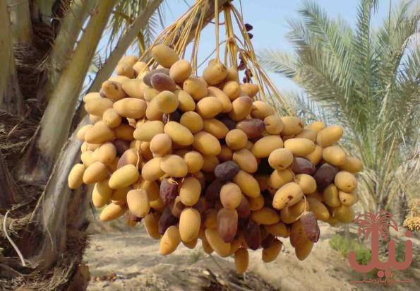 خرما مضافتی خوشه ای